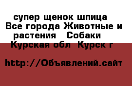 супер щенок шпица - Все города Животные и растения » Собаки   . Курская обл.,Курск г.